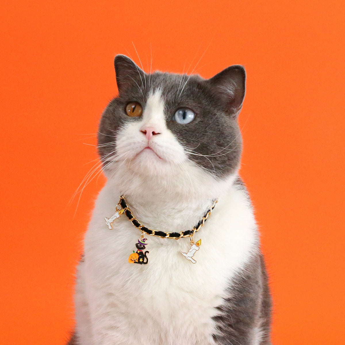 Collier d’Halloween en velours pour chat / Velvet Halloween cat collar — vue 1 / view 1