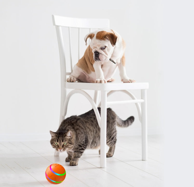 Balle interactive rechargeable pour chat / Rechargeable interactive cat ball — vue 5 / view 5
